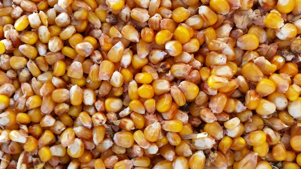 Bilder folgen in Kürze