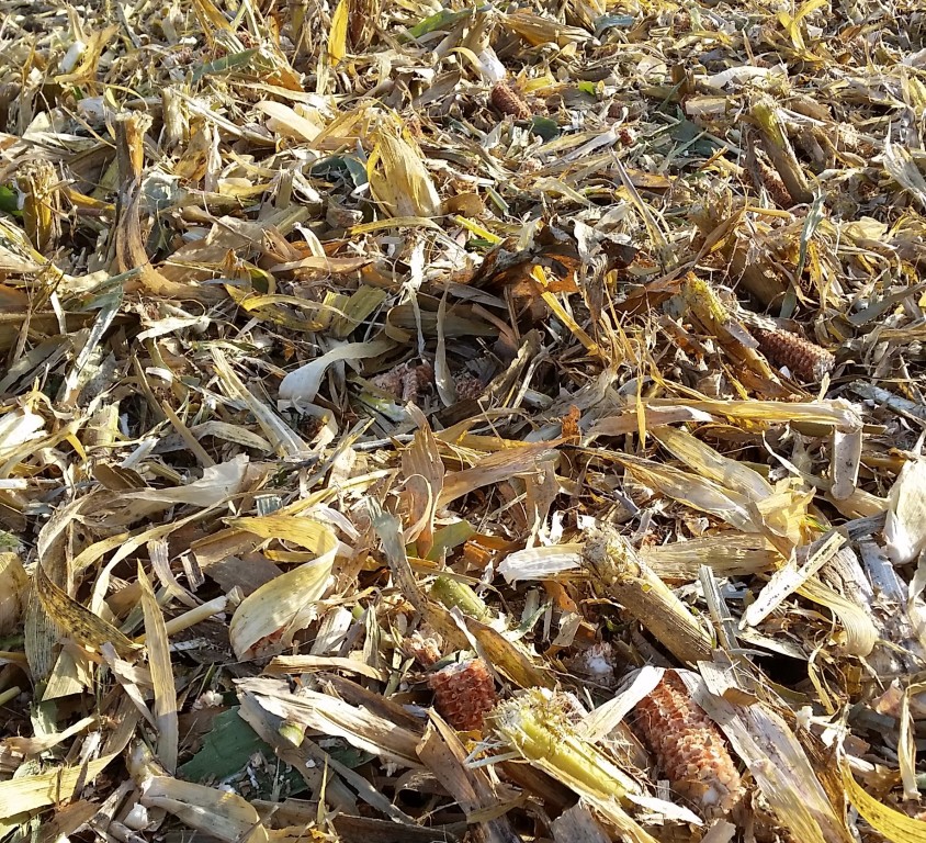 Bilder folgen in Kürze